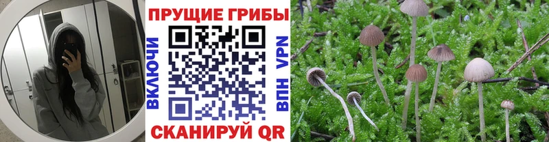 Галлюциногенные грибы мицелий  Лукоянов 